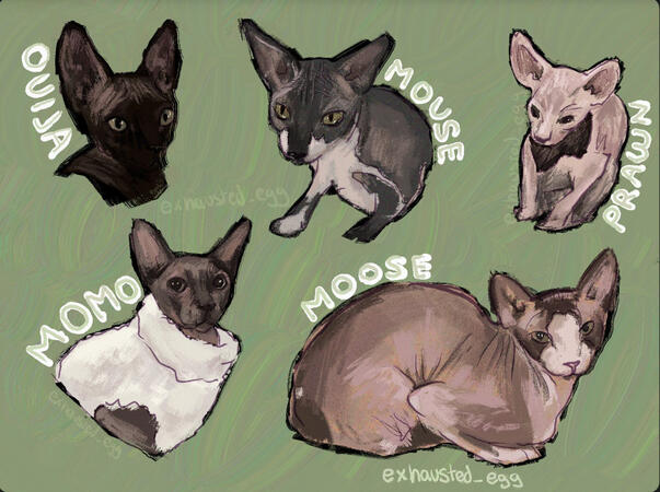 Ranboo &amp; Moonzy's Cats